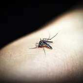 Este popular perfume ayuda a repeler mosquitos y sus picaduras Este popular perfume ayuda a repeler mosquitos y sus picaduras