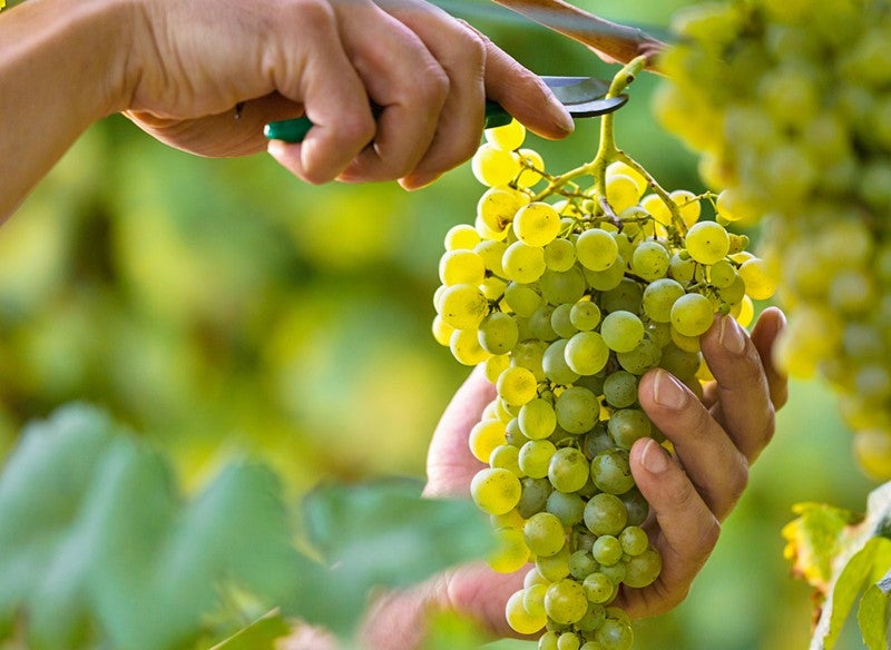 ASAJA Ciudad Real prevé una merma de entre el 20% y el 30% en la cosecha de uva ASAJA Ciudad Real prevé una merma de entre el 20% y el 30% en la cosecha de uva
