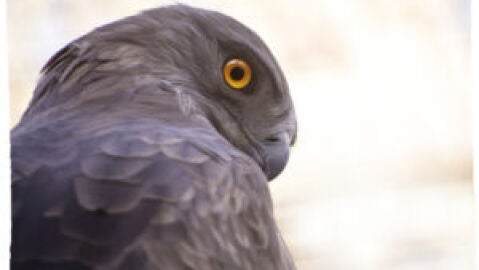 &Aacute;guila culebrera