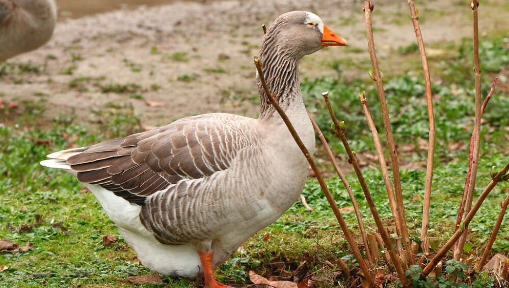 Ejemplar de anátida