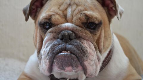 bulldog ingl&eacute;s