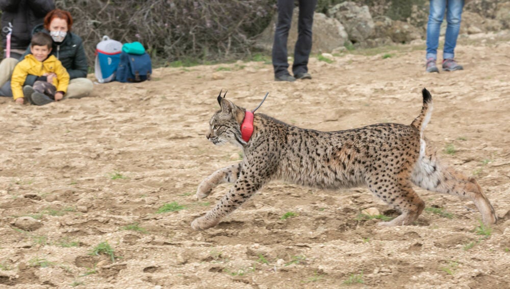 Suelta de un ejemplar de lince en CLM