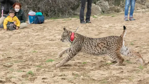 Suelta de un ejemplar de lince en CLM Suelta de un ejemplar de lince en CLM