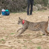 Suelta de un ejemplar de lince en CLM