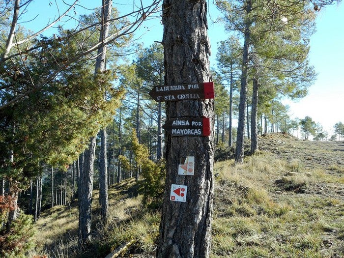 Un bosque en Aínsa para compensar emisiones CO2 Un bosque en Aínsa para compensar emisiones CO2