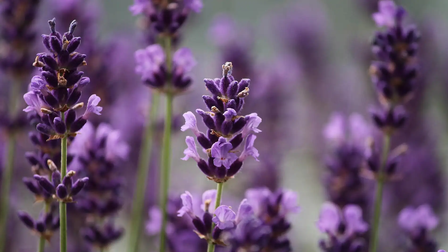 Unas flores de lavanda en una imagen de archivo/ Pixabay