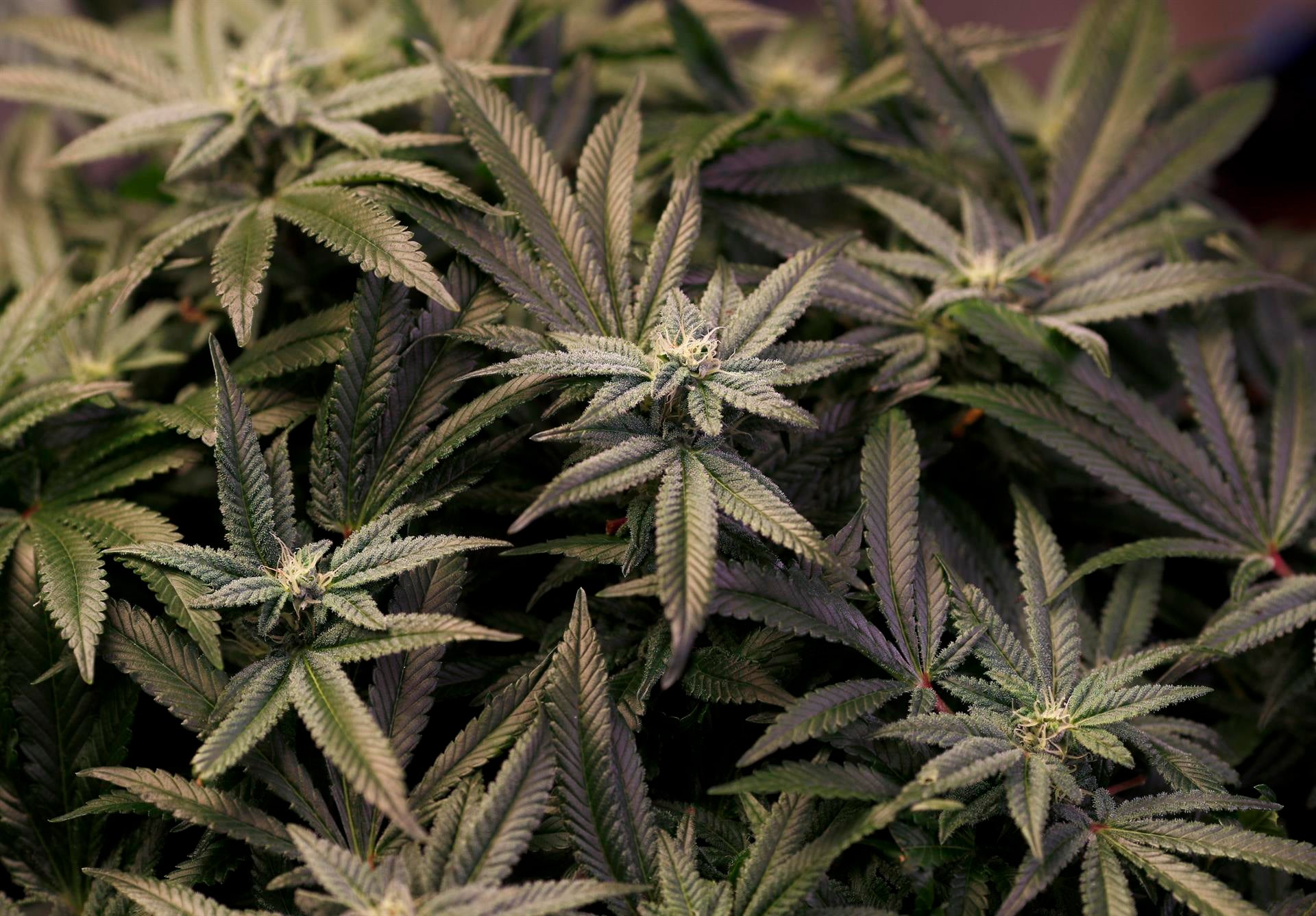 Aumentan un 26% los consumidores de drogas en los últimos diez años Aumentan un 26% los consumidores de drogas en los últimos diez años