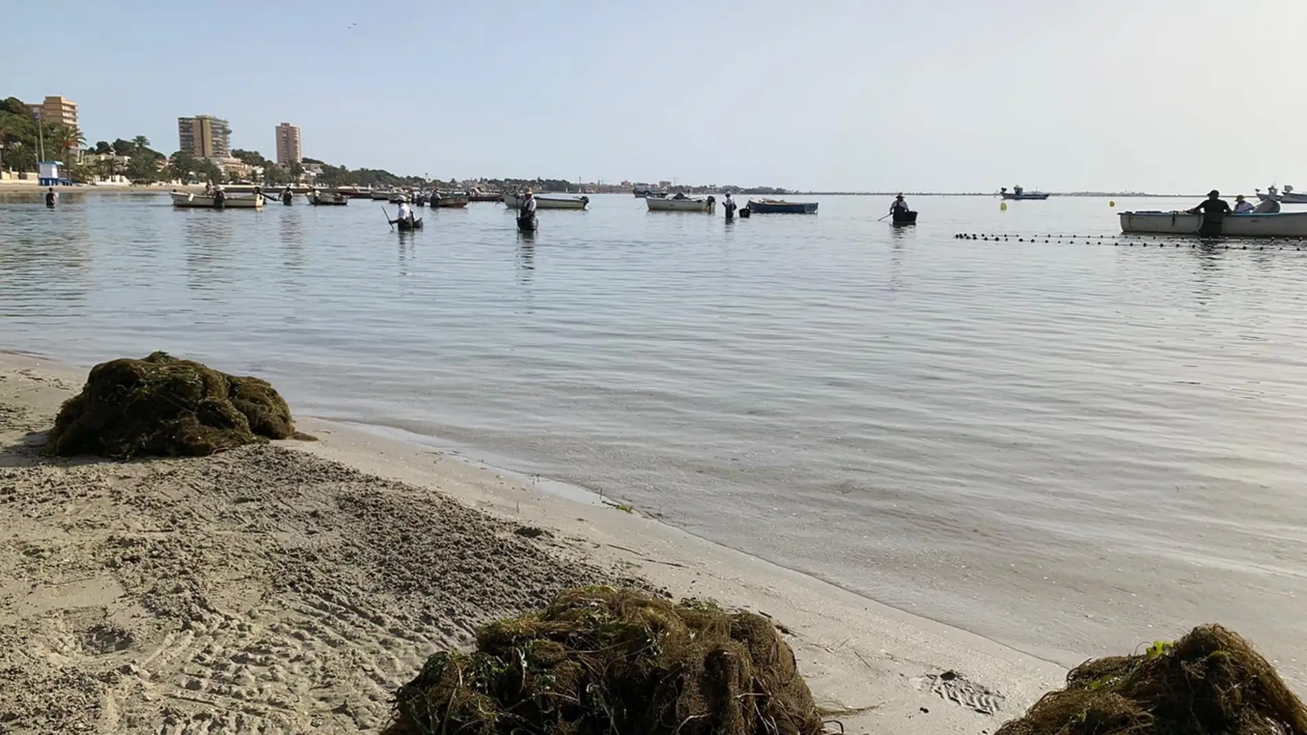 La CARM ha sextuplicado la retirada de biomasa del Mar Menor y evita una "catástrofe", según pescadores y científicos