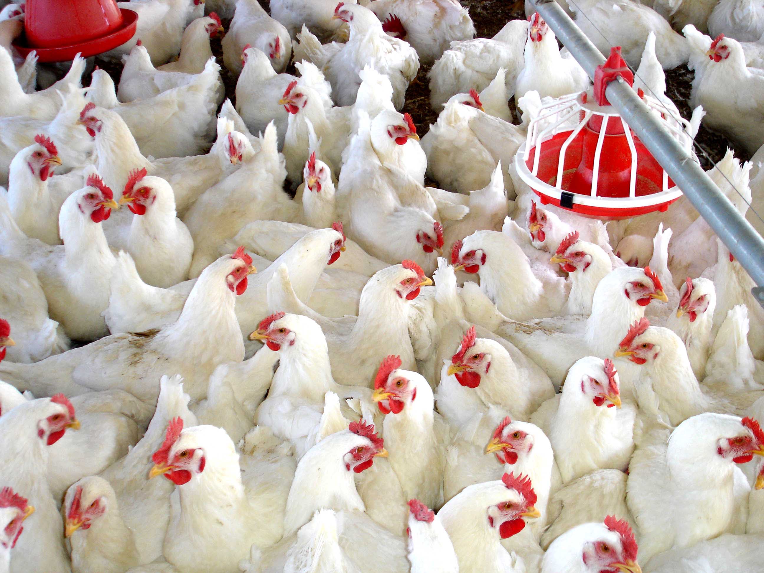 Foco Newcastle en Huércal-Overa: "No hay problema por consumir carne de pollo" Foco Newcastle en Huércal-Overa: "No hay problema por consumir carne de pollo"
