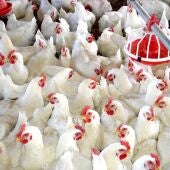 Foco Newcastle en Huércal-Overa: "No hay problema por consumir carne de pollo"