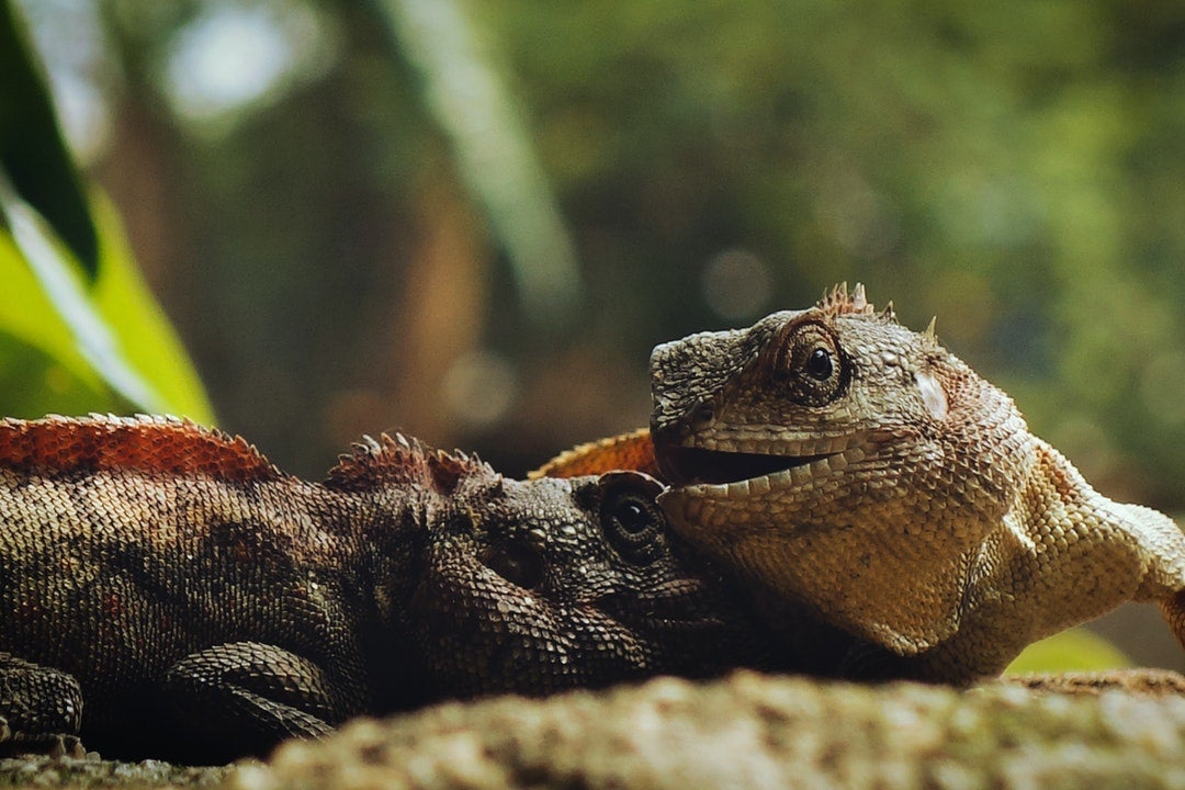 Aparici en órbita: Cómo envejecen los anfibios y reptiles Aparici en órbita: Cómo envejecen los anfibios y reptiles