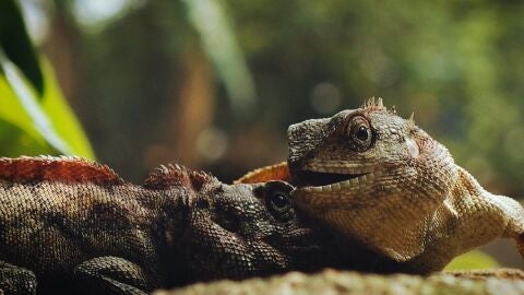Imagen de archivo de un lagarto