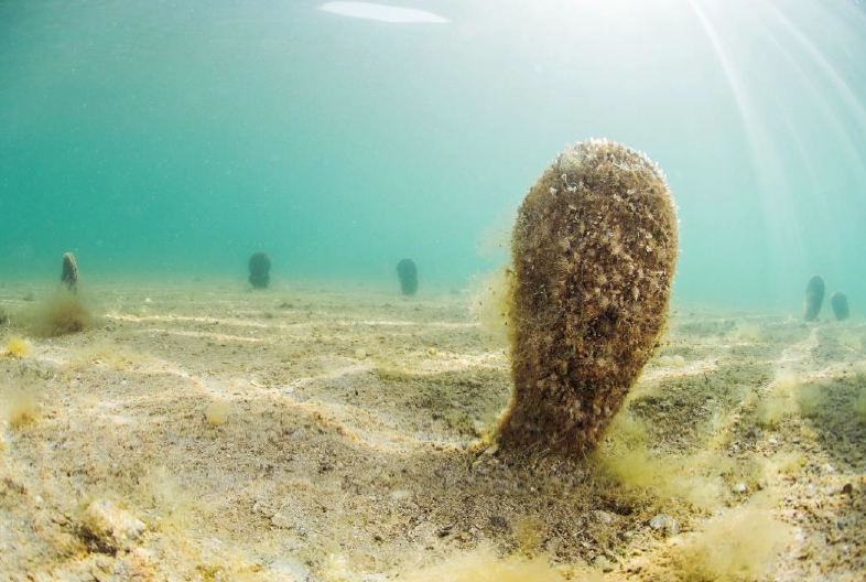 López Miras advierte de la posible pérdida fondos europeos de la ITI del Mar Menor por no ejecución del gasto correspondiente al Ministerio López Miras advierte de la posible pérdida fondos europeos de la ITI del Mar Menor por no ejecución del gasto correspondiente al Ministerio