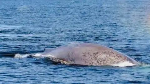 Avistamiento de ballenas Avistamiento de ballenas