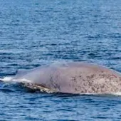 Avistamiento de ballenas Avistamiento de ballenas