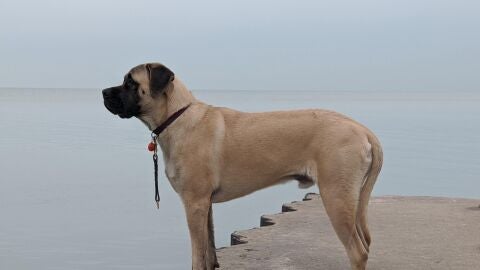 Mesa de redacci&oacute;n: &iquest;Y qu&eacute; hacemos si nos sale un mast&iacute;n?