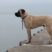 Mesa de redacción: ¿Y qué hacemos si nos sale un mastín? Mesa de redacción: ¿Y qué hacemos si nos sale un mastín?