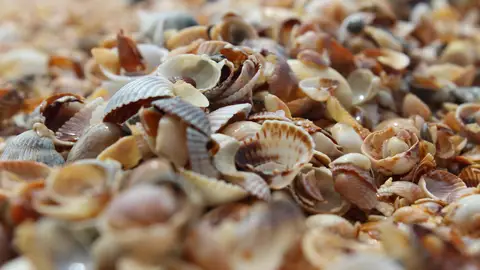 Berberechos Berberechos