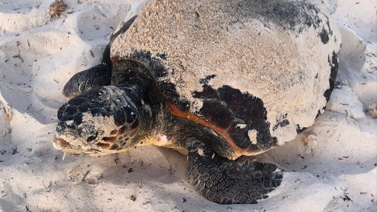 La elevada presencia humana podría ahuyentar la nidificación de tortugas en Menorca La elevada presencia humana podría ahuyentar la nidificación de tortugas en Menorca