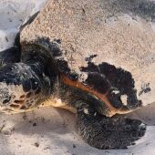 Un ejemplar de tortuga marina en una playa. 