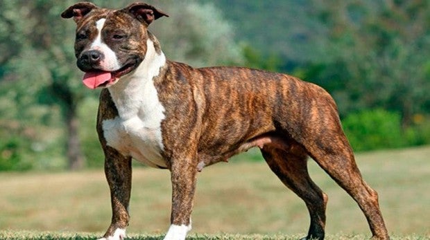 Ángel Osuna, adiestrador canino nos habla de dos casos reales de perros con mal comportamiento Ángel Osuna, adiestrador canino nos habla de dos casos reales de perros con mal comportamiento