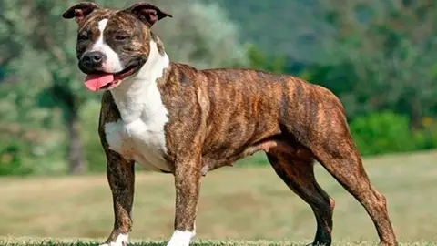 Ángel Osuna, adiestrador canino nos habla de dos casos reales de perros con mal comportamiento can