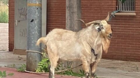 Aparece una cabra atada a una farola La Alberca
