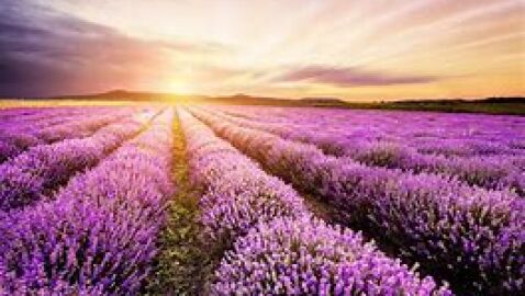 lavanda