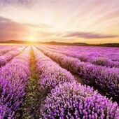 lavanda
