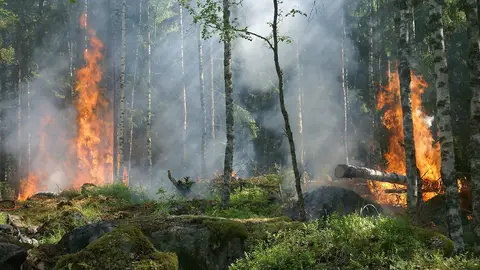 bosque ardiendo bosque ardiendo