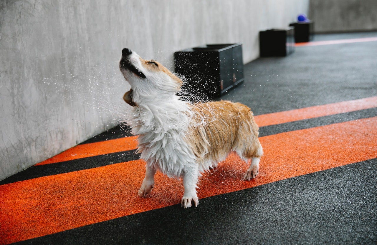 ¿Cómo saber si mi perro tiene un golpe de calor? Estos son los principales síntomas ¿Cómo saber si mi perro tiene un golpe de calor? Estos son los principales síntomas