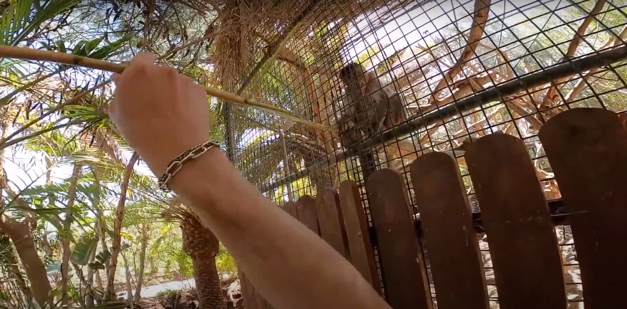 Dos turistas italianos denunciados por presunto maltrato animal en un centro de conservación en Fuerteventura Dos turistas italianos denunciados por presunto maltrato animal en un centro de conservación en Fuerteventura