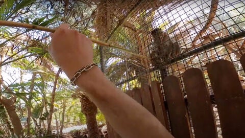 Fotograma de unos de los v&iacute;deos difundidos en redes sociales por dos turistas italianos que se saltaron las zonas restringidas y molestaron a los animales