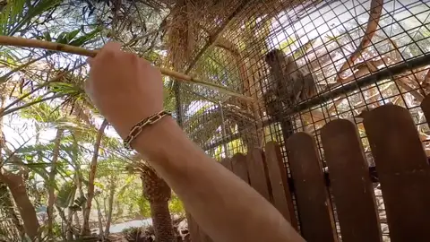 Fotograma de unos de los vídeos difundidos en redes sociales por dos turistas italianos que se saltaron las zonas restringidas y molestaron a los animales Fotograma de unos de los vídeos difundidos en redes sociales por dos turistas italianos que se saltaron las zonas restringidas y molestaron a los animales
