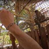 Fotograma de unos de los vídeos difundidos en redes sociales por dos turistas italianos que se saltaron las zonas restringidas y molestaron a los animales