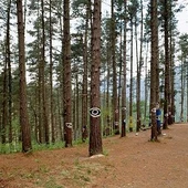 bosque de oma bosque de oma