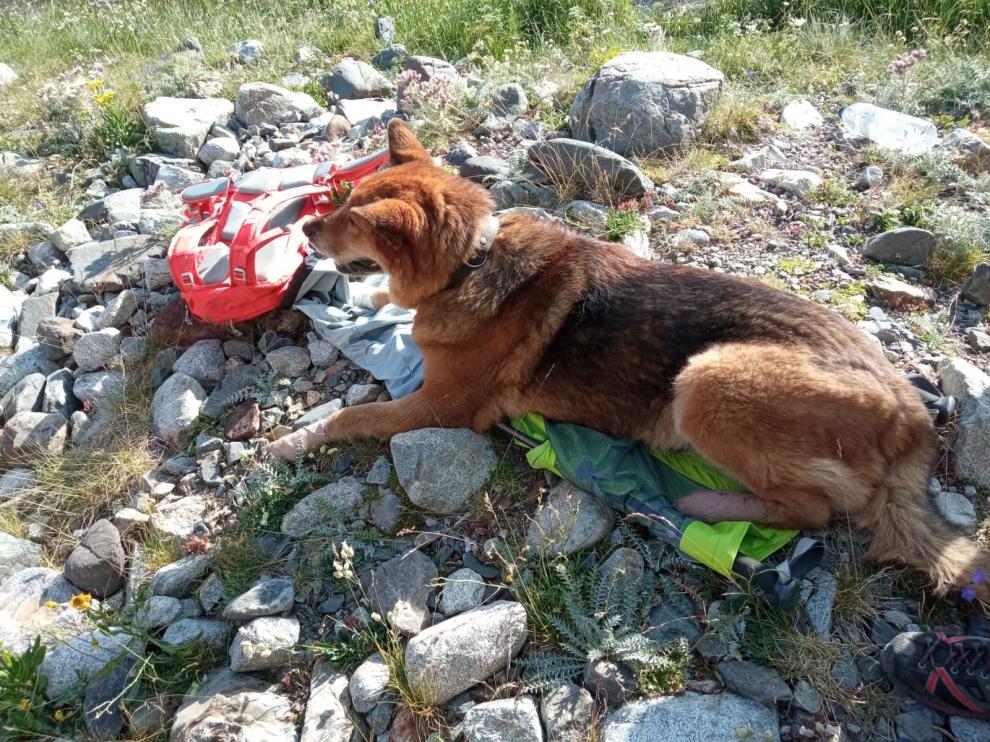 "Muchos canes no están acostumbrados al terreno montañoso" "Muchos canes no están acostumbrados al terreno montañoso"