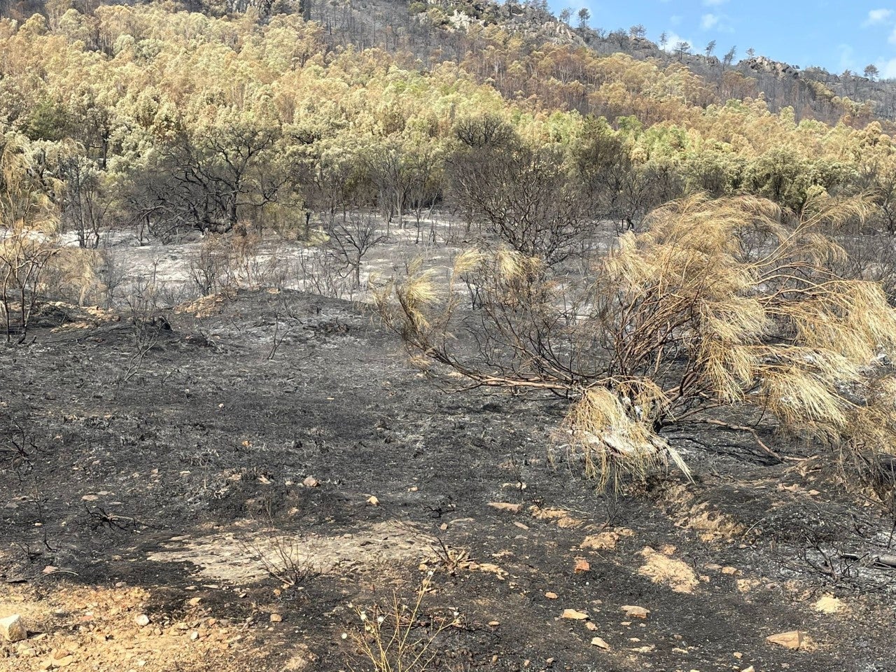 El Plan INFOEX da por estabilizados los incendios forestales de La Hurdes y Casas de Miravete El Plan INFOEX da por estabilizados los incendios forestales de La Hurdes y Casas de Miravete