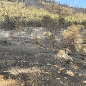 El Plan INFOEX da por estabilizados los incendios forestales de La Hurdes y Casas de Miravete