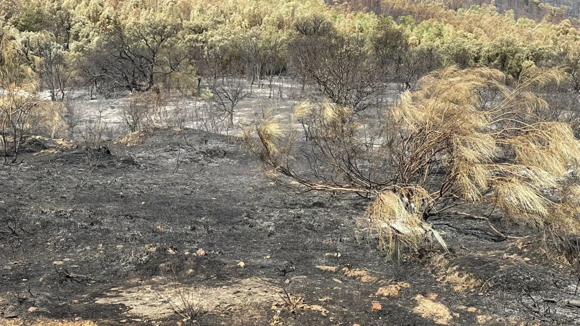 El Plan INFOEX da por estabilizados los incendios forestales de La Hurdes y Casas de Miravete