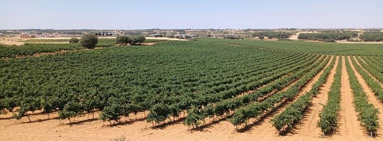 La CHJ realiza una redada para la detección de cultivos con riegos ilegales La CHJ realiza una redada para la detección de cultivos con riegos ilegales