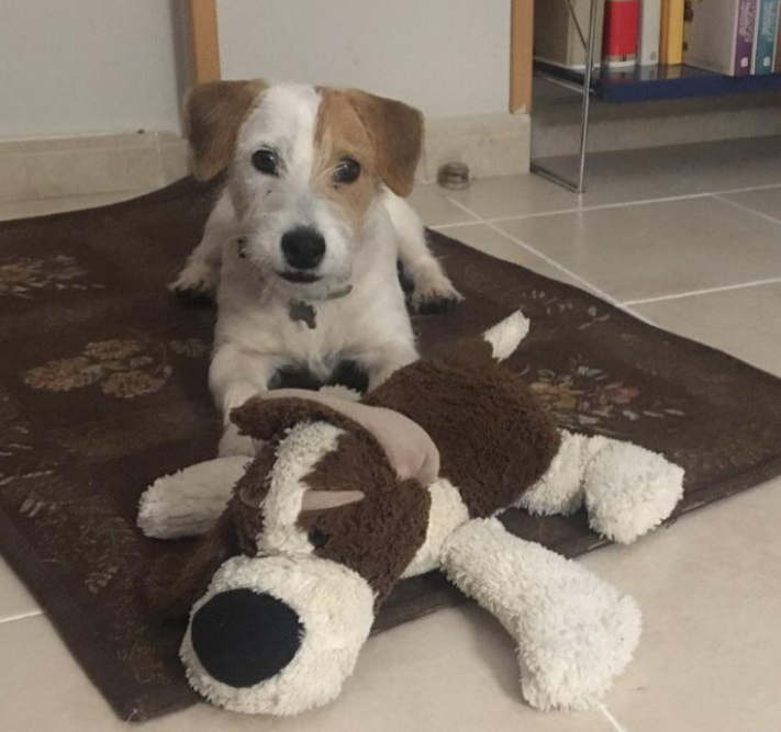 Veterinarios de Ciudad Real piden responsabilidad social a la hora de regalar mascotas en Navidad Veterinarios de Ciudad Real piden responsabilidad social a la hora de regalar mascotas en Navidad