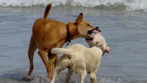 Especial mascotas con Ángel Osuna, psicólogo y adiestrador canino Especial mascotas con Ángel Osuna, psicólogo y adiestrador canino