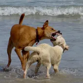 Especial mascotas con Ángel Osuna, psicólogo y adiestrador canino Especial mascotas con Ángel Osuna, psicólogo y adiestrador canino