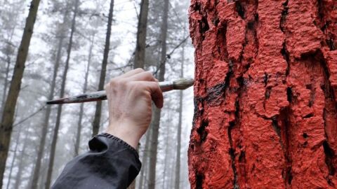 Imagen de las labores de pintado