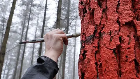 Imagen de las labores de pintado Imagen de las labores de pintado