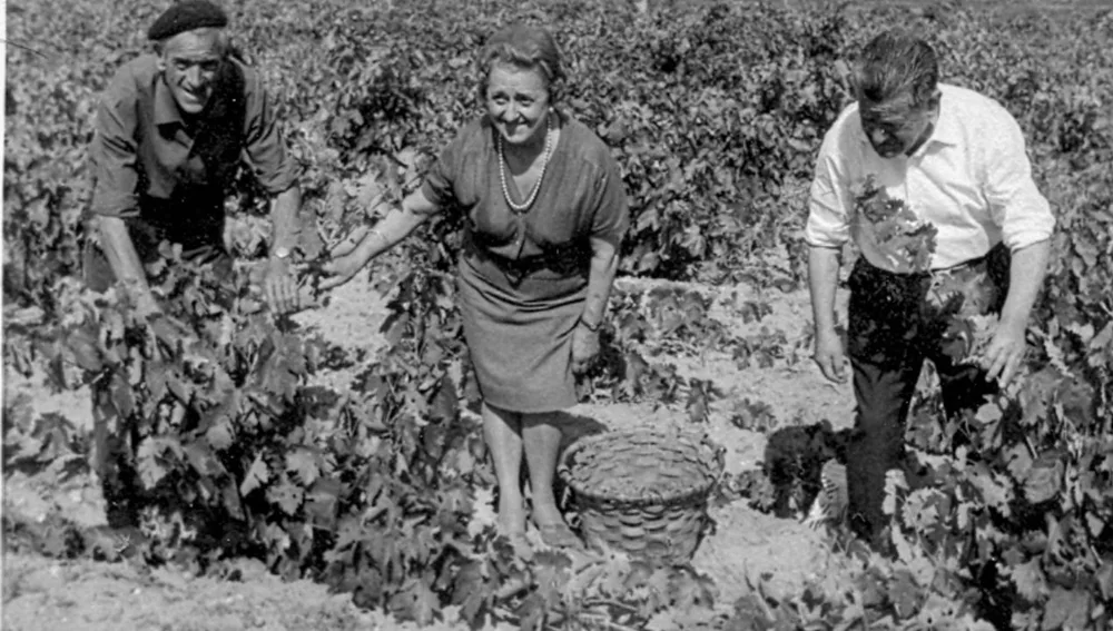 Vendimia de los vinos Ribera del Duero