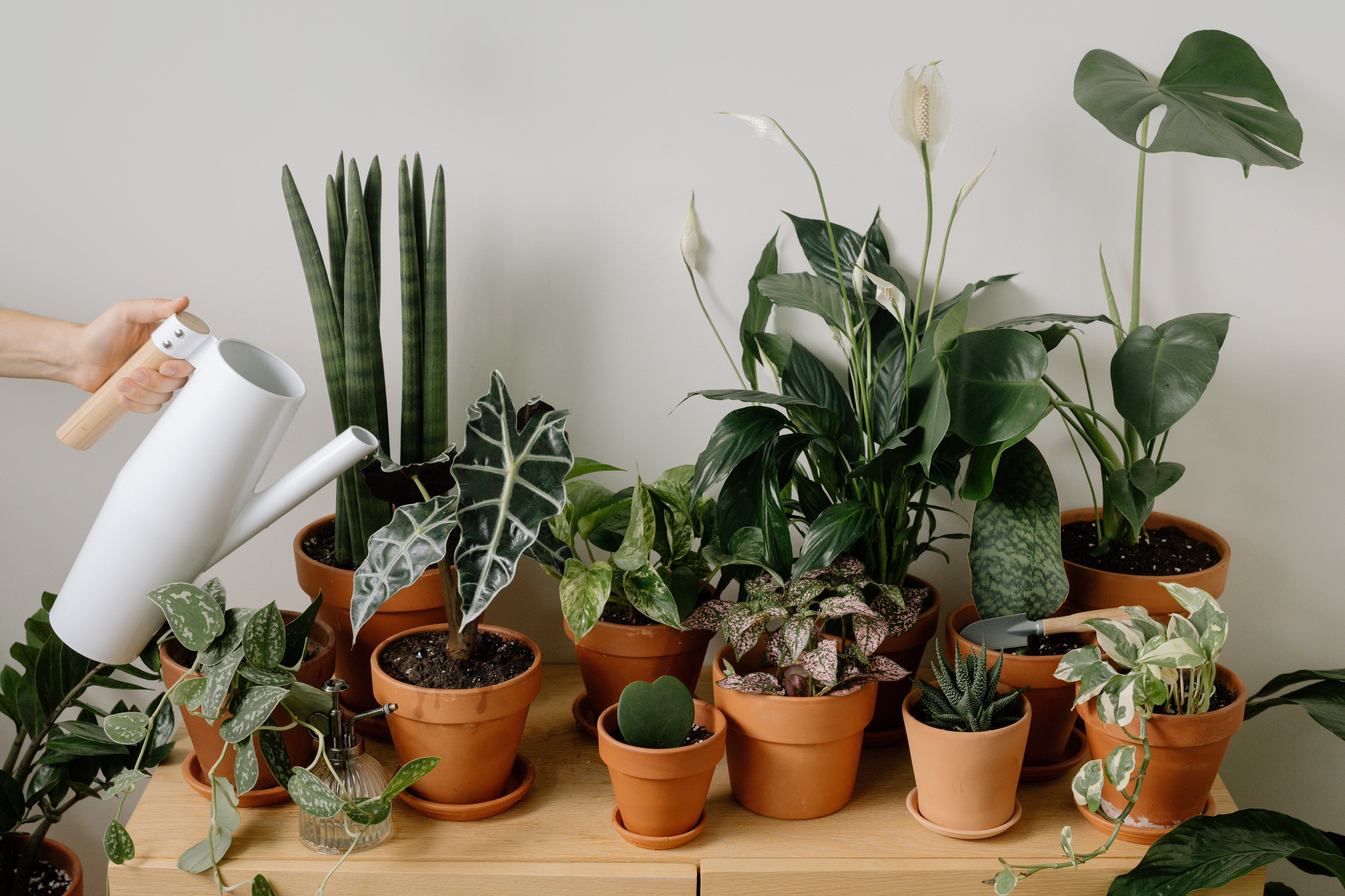 Qué hacer con tus plantas si te vas de vacaciones: 8 formas para seguir regándolas Qué hacer con tus plantas si te vas de vacaciones: 8 formas para seguir regándolas