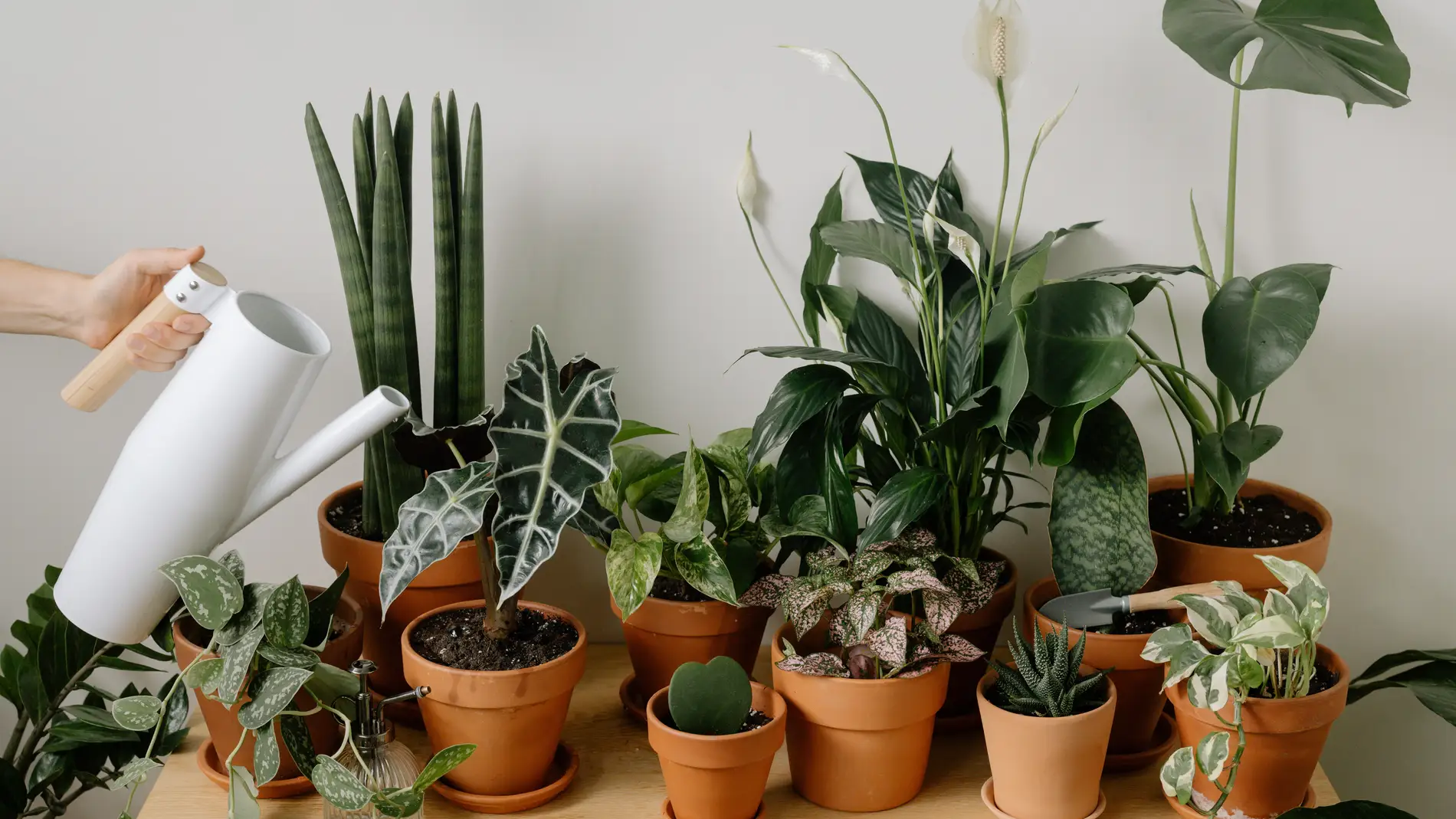 Qué hacer con tus plantas si te vas de vacaciones 8 formas para seguir regándolas Onda Cero Radio Qué hacer con tus plantas si te vas de vacaciones 8 formas para seguir regándolas Onda Cero Radio
