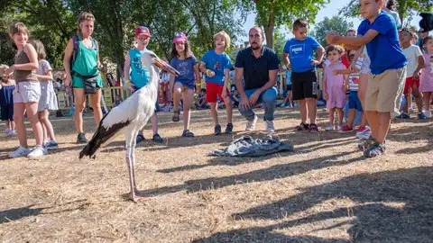 Suelta de cigüeñas Alcalá Suelta julio 2022